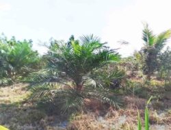 Diduga Alih Fungsi Lahan Pertanian, Kades Pulau Gemantung Tutup Mata.